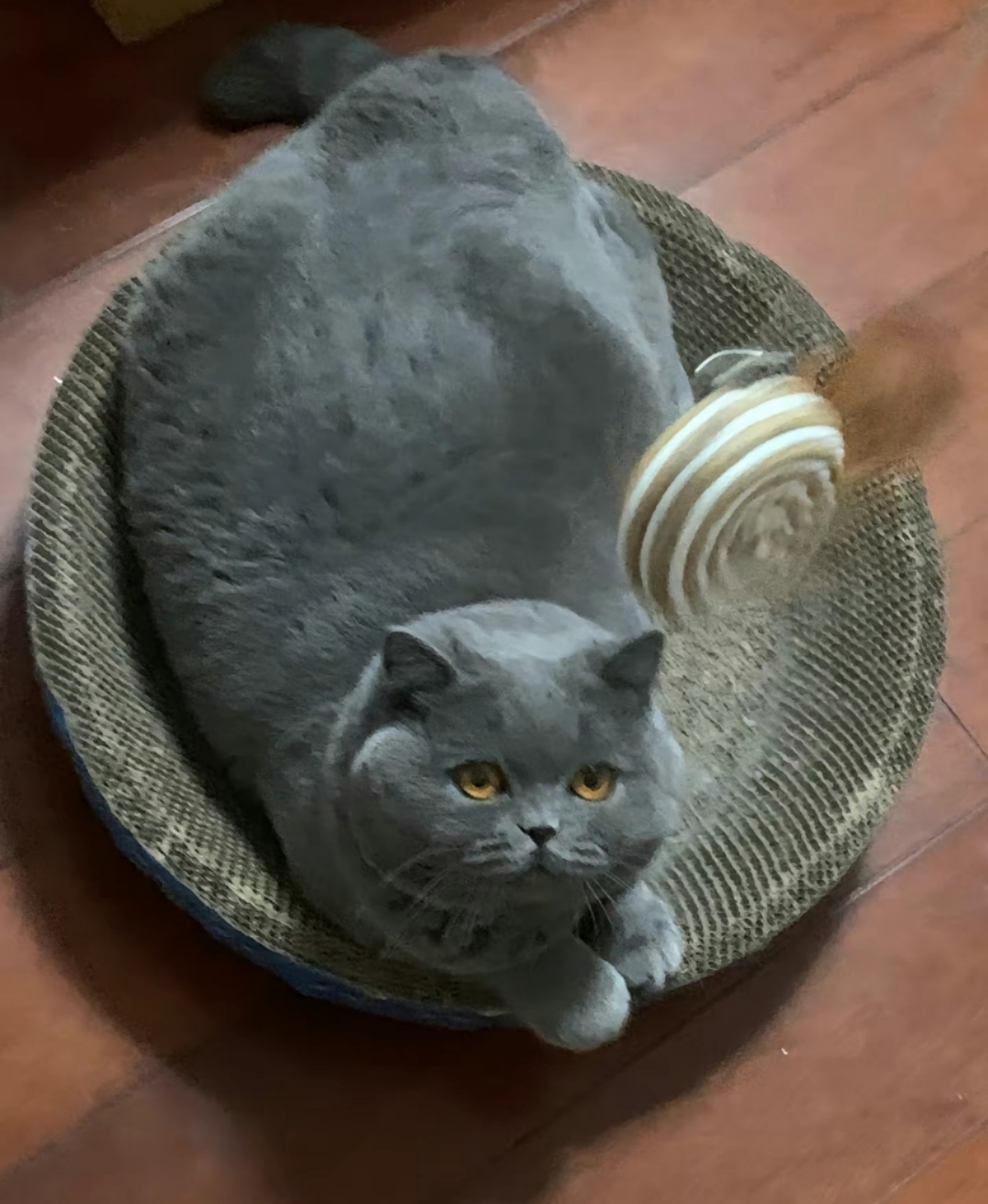 曾经备受青睐的蓝猫为何如今遭遇弃养?