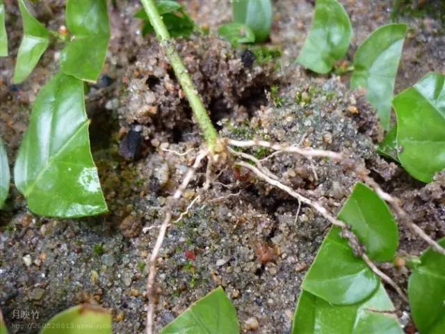 茉莉花土壤扦插繁殖太难?换水培扦插方法试试,生根发芽快速