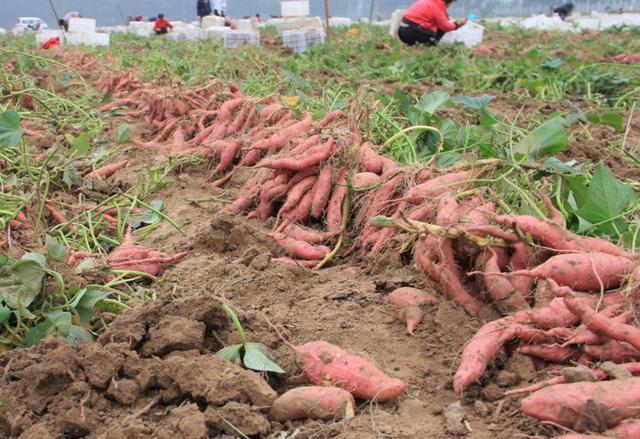 种植红薯不结薯,4点原因早找到,让你的红薯结薯多多,品相好