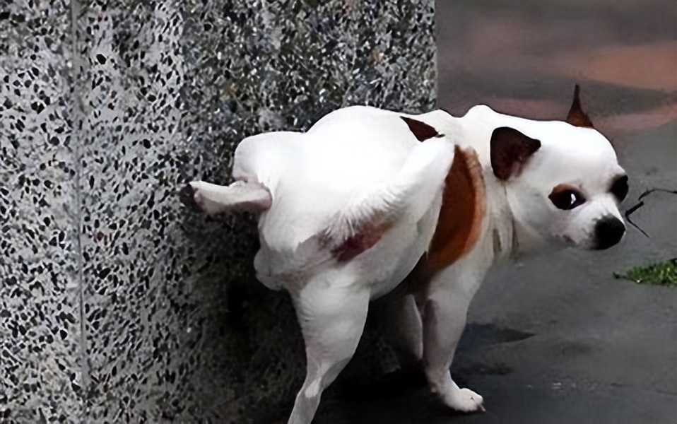 "低智商"的狗,逃不过这些特点,你家狗有吗?