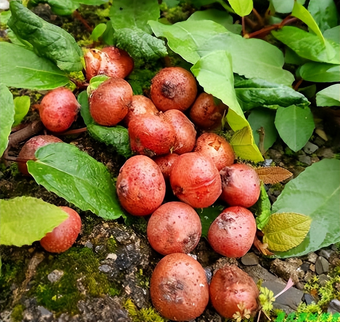 地石榴:富含多种微量元素和17种氨基酸,被誉为"野果之王"
