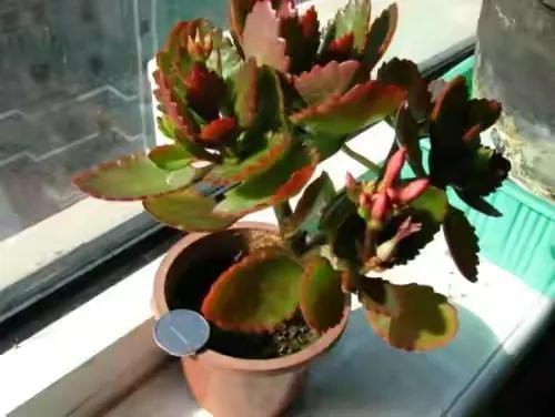 5分钟学会给长寿花浇水,烂根落叶不会有,叶子肥厚开花多