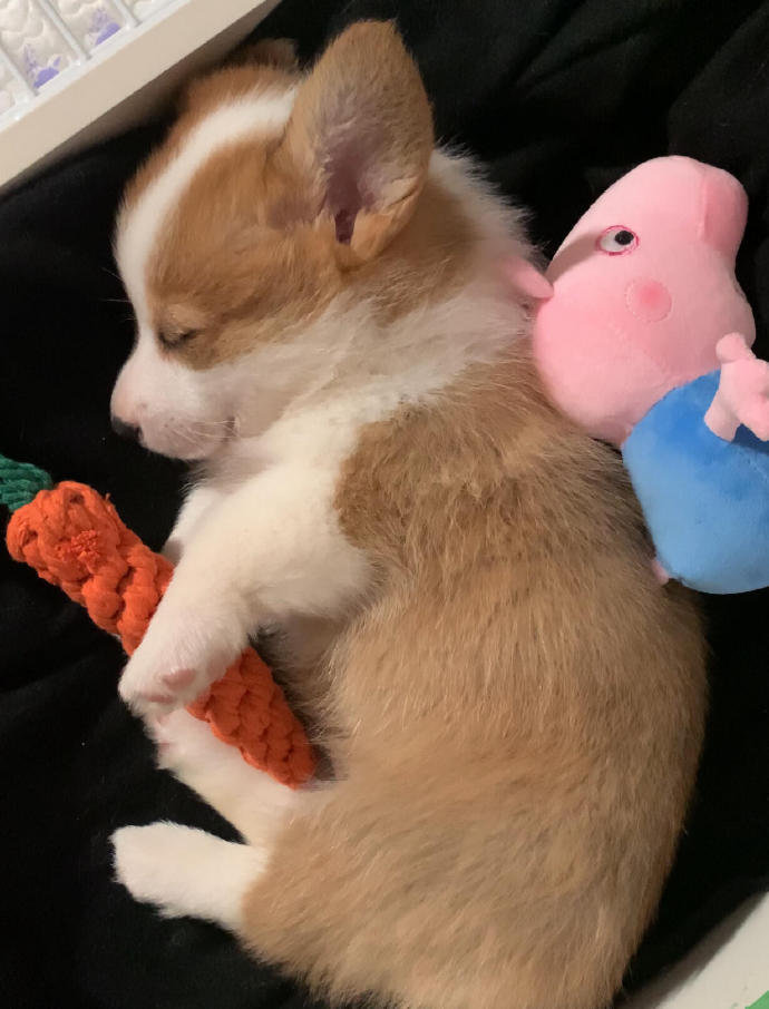 什么,柯基也能当"警犬"?竟是因为这优势!