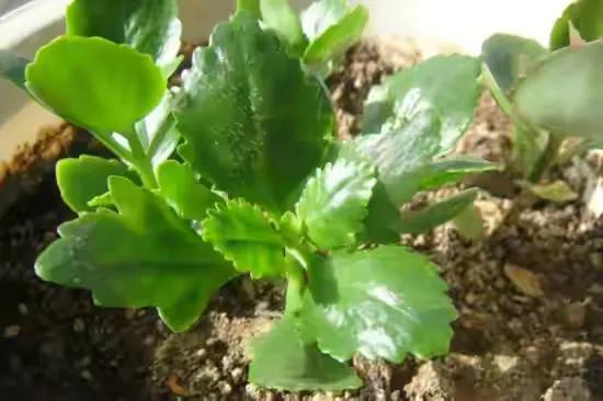 5分钟学会给长寿花浇水,烂根落叶不会有,叶子肥厚开花多