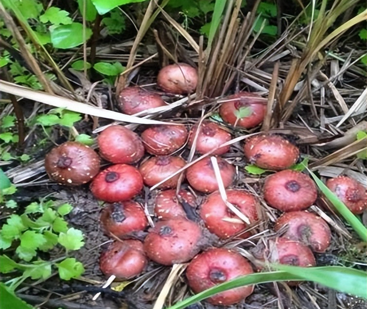 地石榴:富含多种微量元素和17种氨基酸,被誉为"野果之王"
