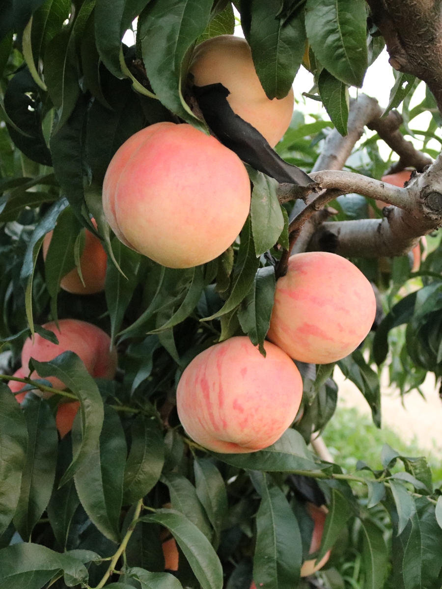 哪里才是真正的水蜜桃之乡?这4个地方上榜,果肉香甜,汁水丰盈