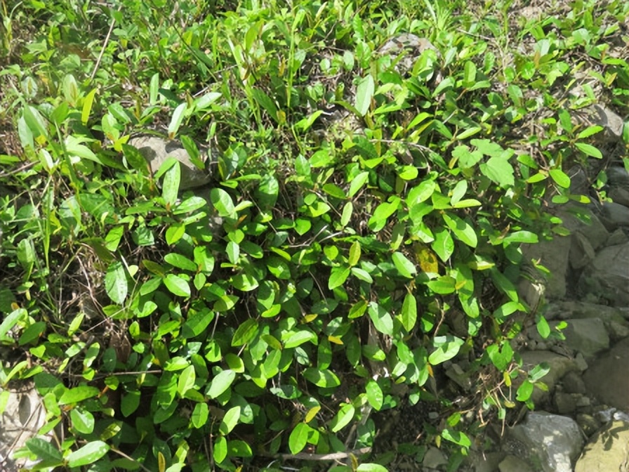 地石榴:富含多种微量元素和17种氨基酸,被誉为"野果之王"