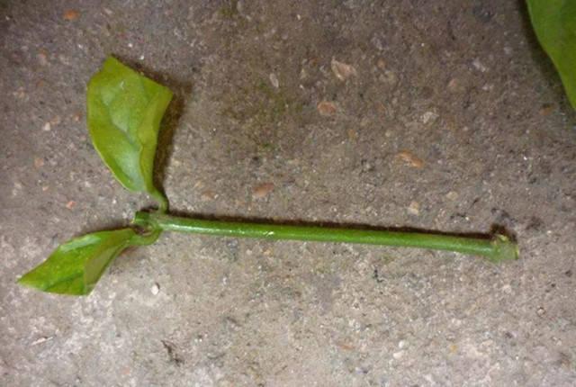 茉莉花土壤扦插繁殖太难?换水培扦插方法试试,生根发芽快速
