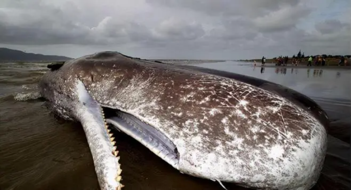 日本大阪湾成鲸鱼"坟墓"?当地专家:气候变化让鲸鱼在这里迷路
