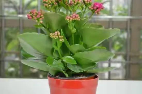 5分钟学会给长寿花浇水,烂根落叶不会有,叶子肥厚开花多