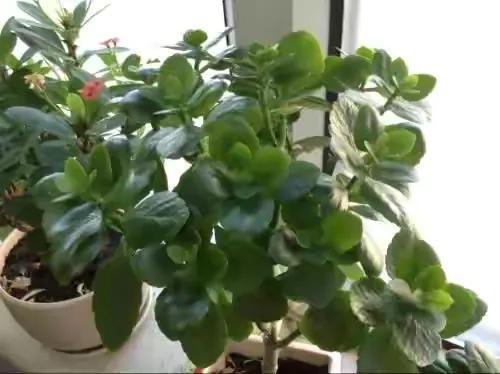 5分钟学会给长寿花浇水,烂根落叶不会有,叶子肥厚开花多