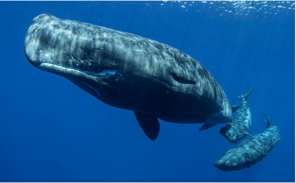 日本大阪湾成鲸鱼"坟墓"?当地专家:气候变化让鲸鱼在这里迷路