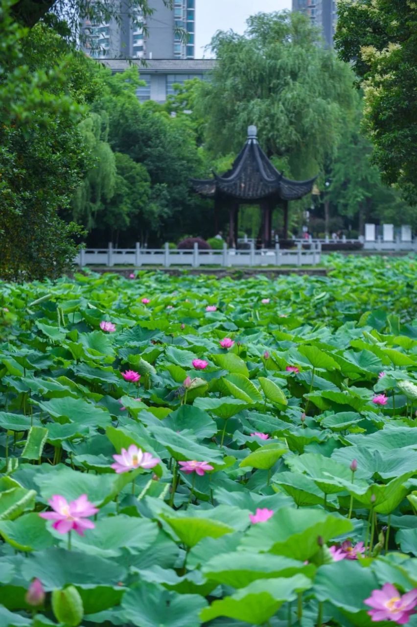 南京玄武湖的荷花盛开,荷叶渐密,木栈道隐匿于荷叶丛中.