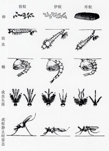 孑孓简笔画图片