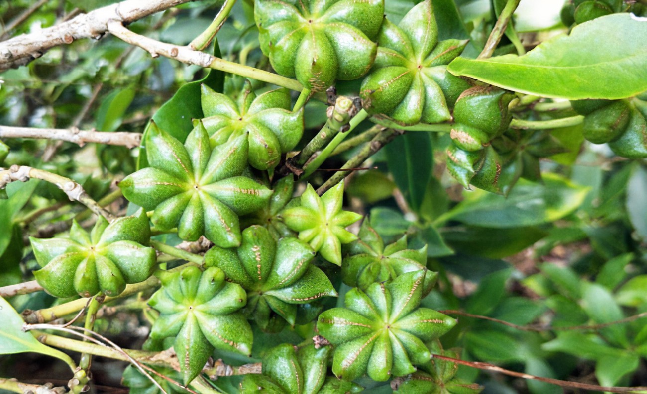 八角树:适宜种植的地理环境与生长奥秘