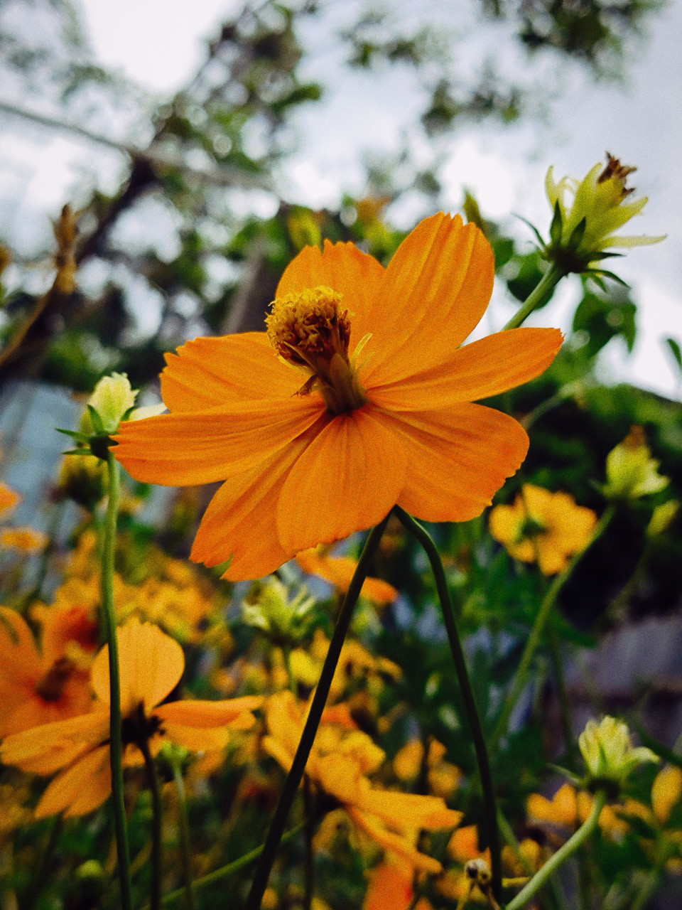 路边的野菊花,开得正艳.