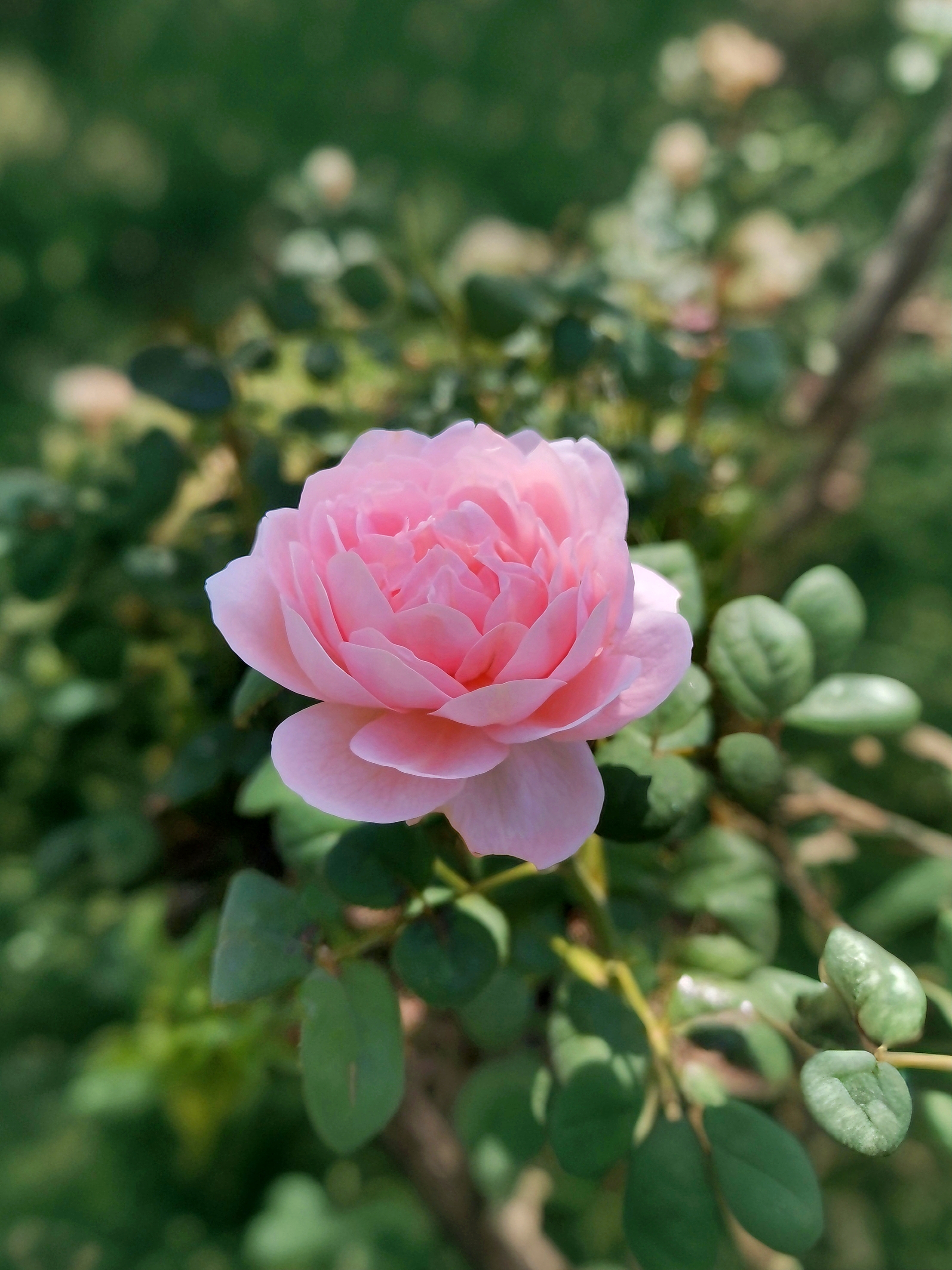 粉粉嫩嫩的月季 #热点引擎计划