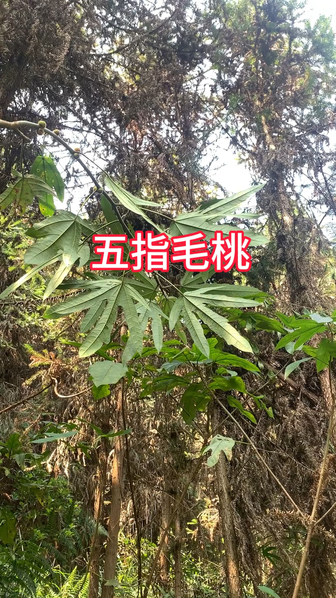 农村毛桃树图片