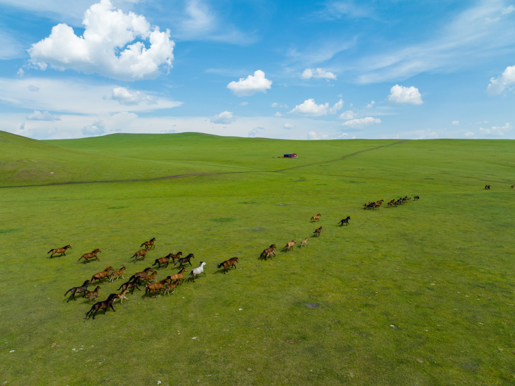 进入夏季,内蒙古呼伦贝尔草原景色如画.