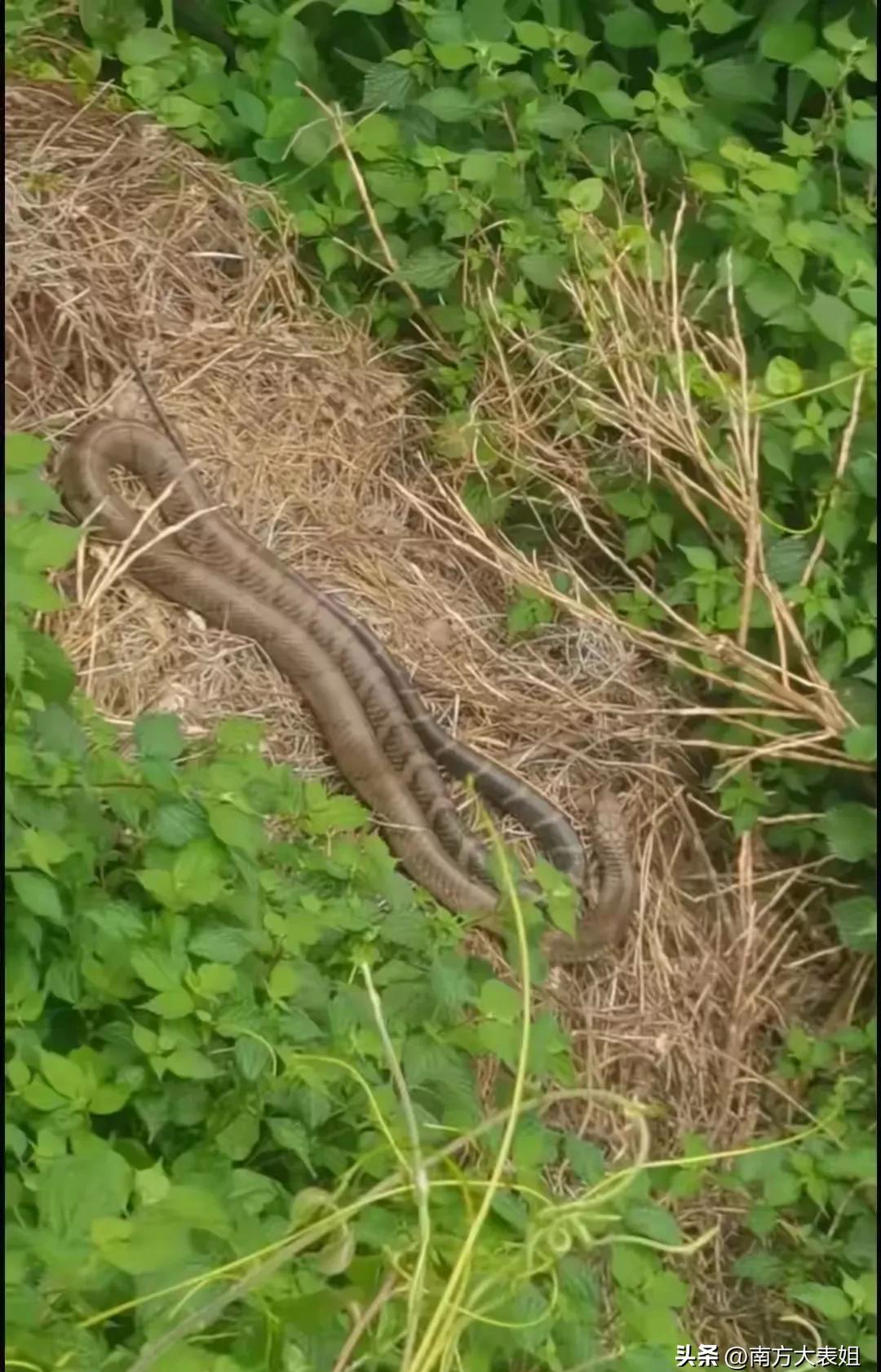 湖南永州,有一位村民上山挖药材,意外的发现一条大蛇正在干草中晒太阳
