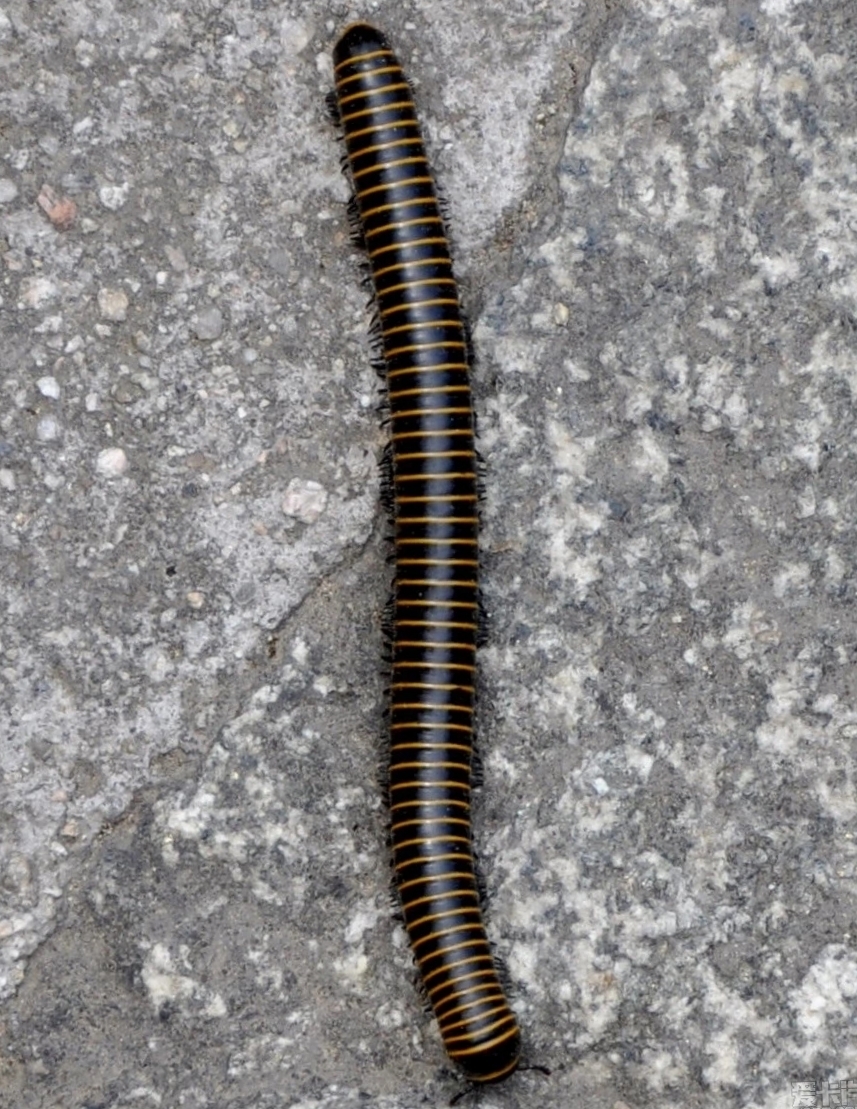 真是要命了,南方的虫子都这么大吗? #热点引擎计划# #我要上热门