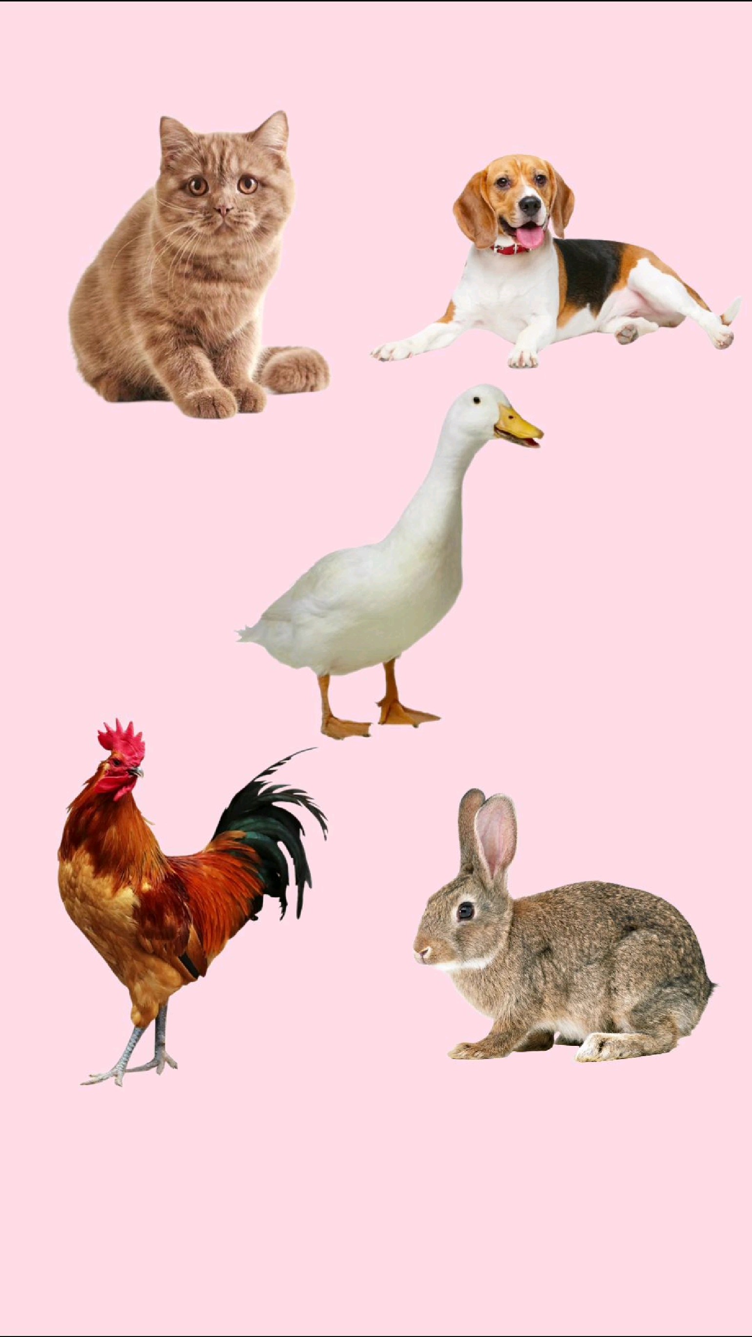 0到3岁宝宝认识动物视频