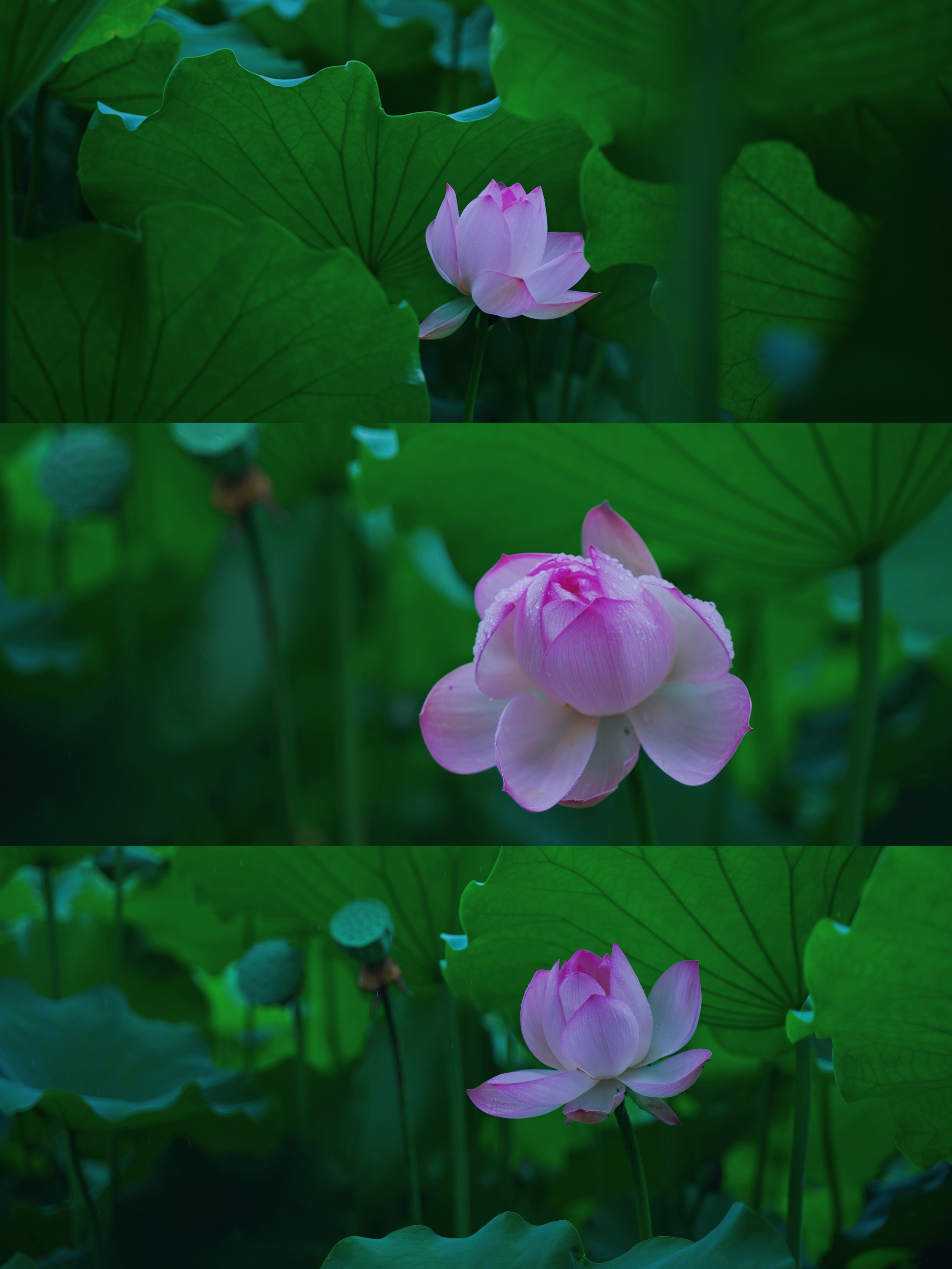 动态夏日征集令#  花开半夏, 如诗如画.