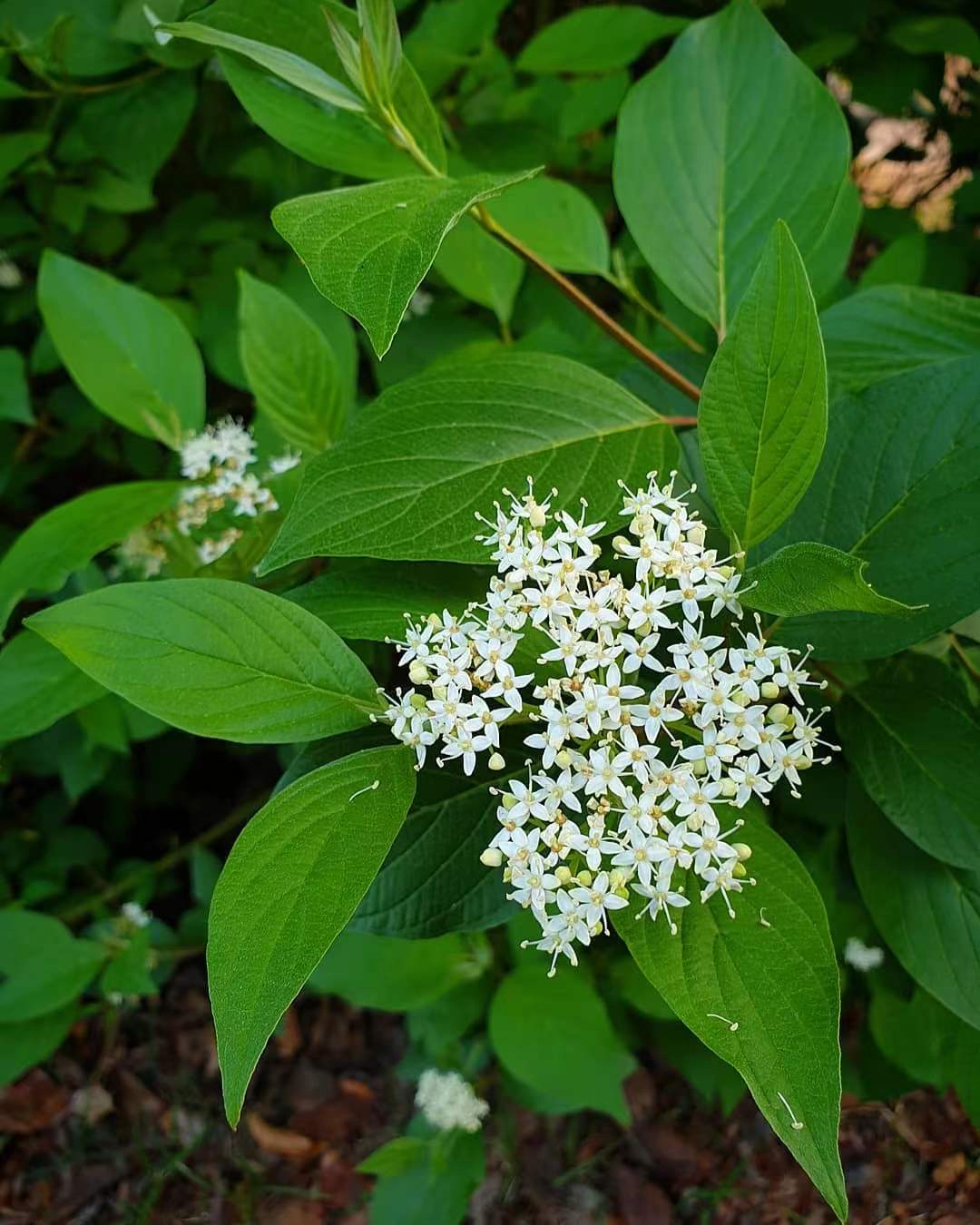 红瑞木花:勃发生机,绽放希望