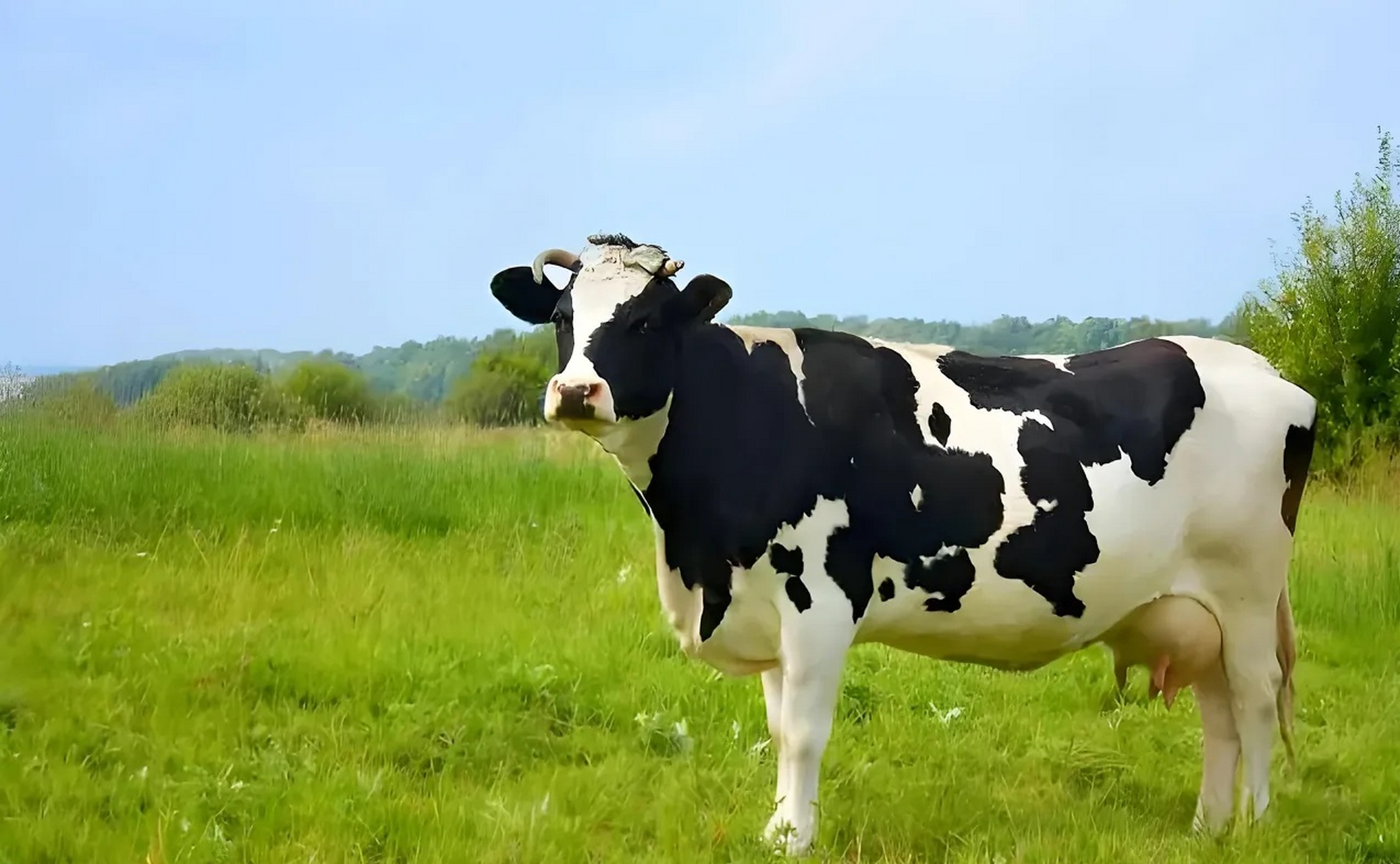 新疆,男子给16头奶牛买了保险,补贴后一共花了1251元,每头奶牛的保额