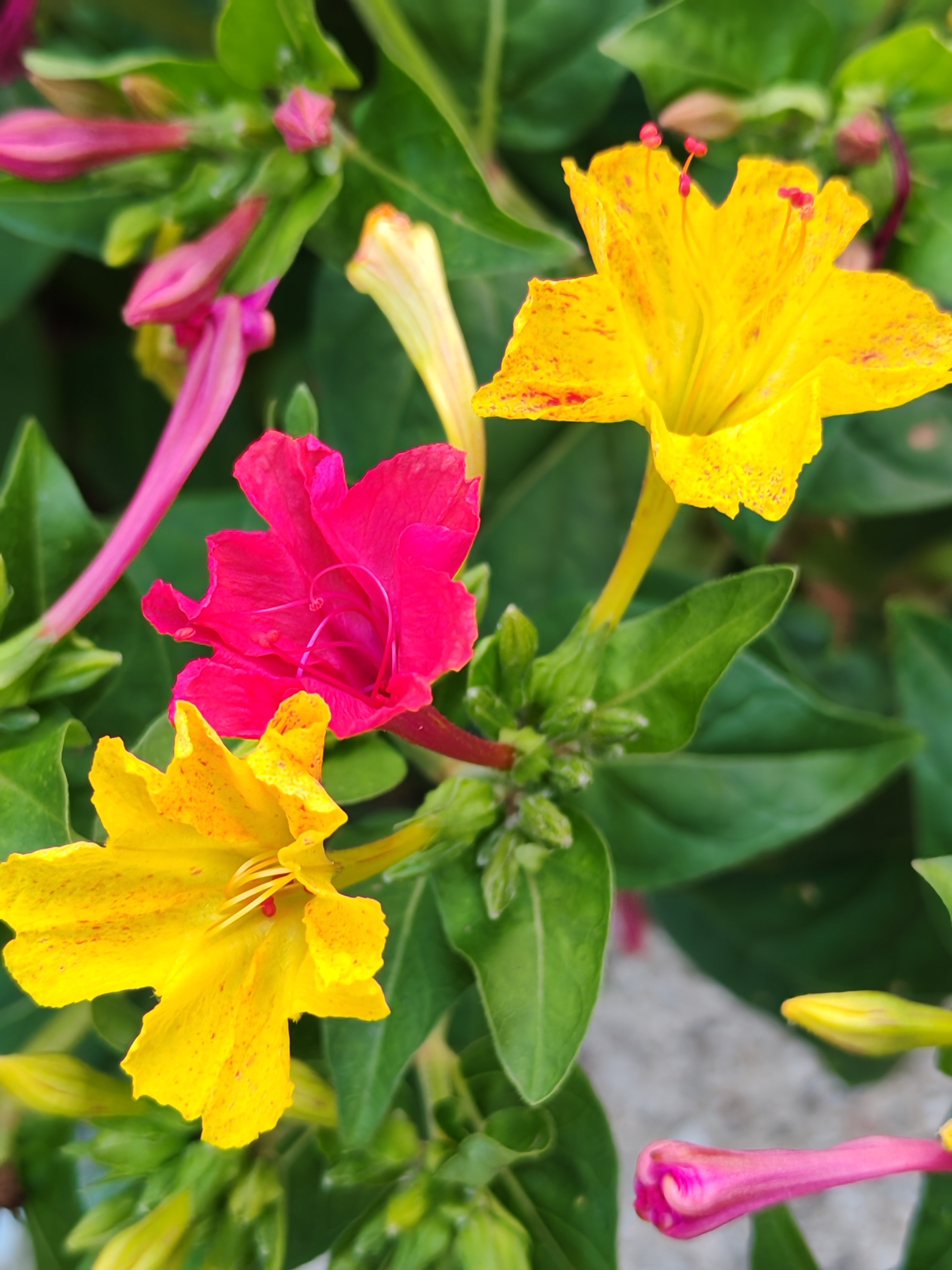 你见过双色的夜来香吗?