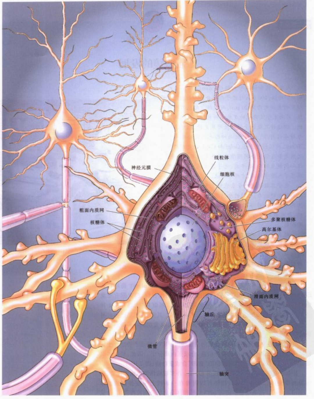 简单了解神经元细胞的组成及分类