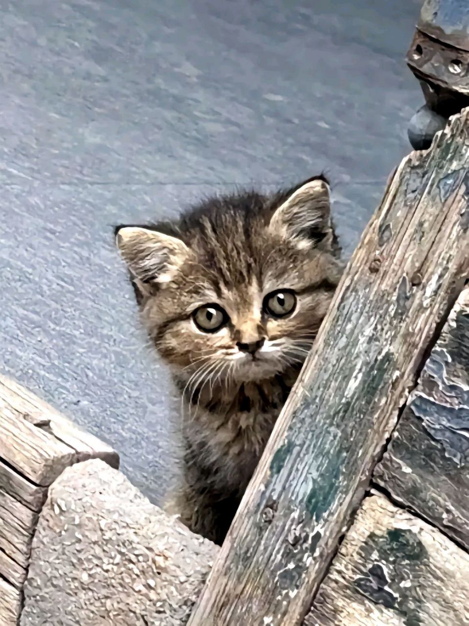 邻居出差去了,就把他家的小猫寄存在我家,很怕生总是小心翼翼的躲着