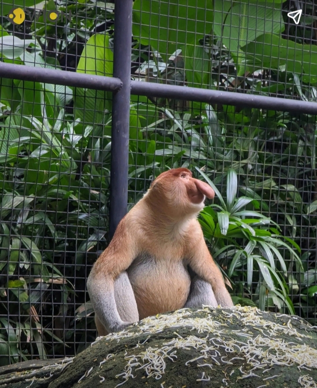 原来世界上还有这么多种类的小猴子.