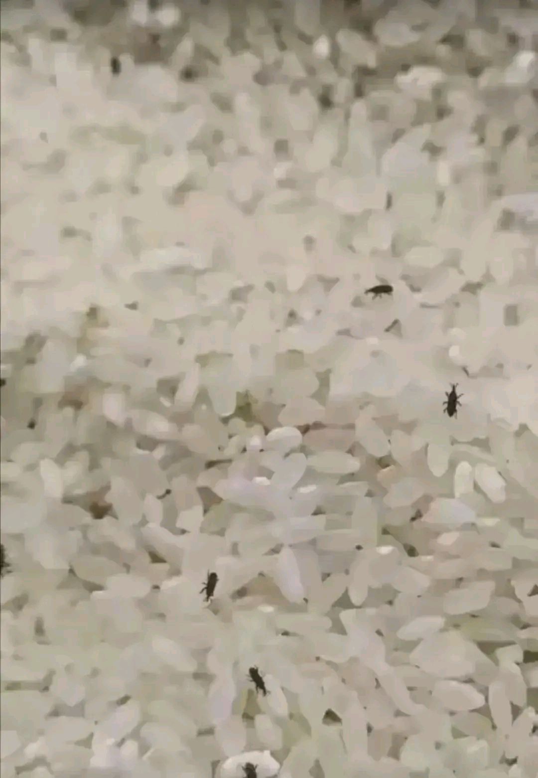 我敢打赌,这虫子全国都是统一叫法,叫油子,没有第二种叫法!