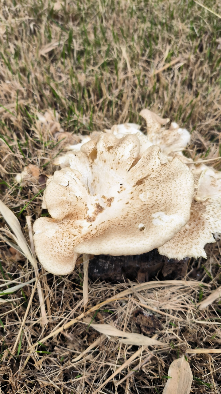 草地常见蘑菇种类图片