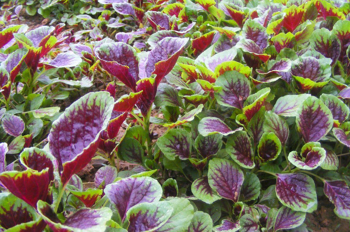 红汉菜图片叶菜图片大全大图红苋菜增红苋菜