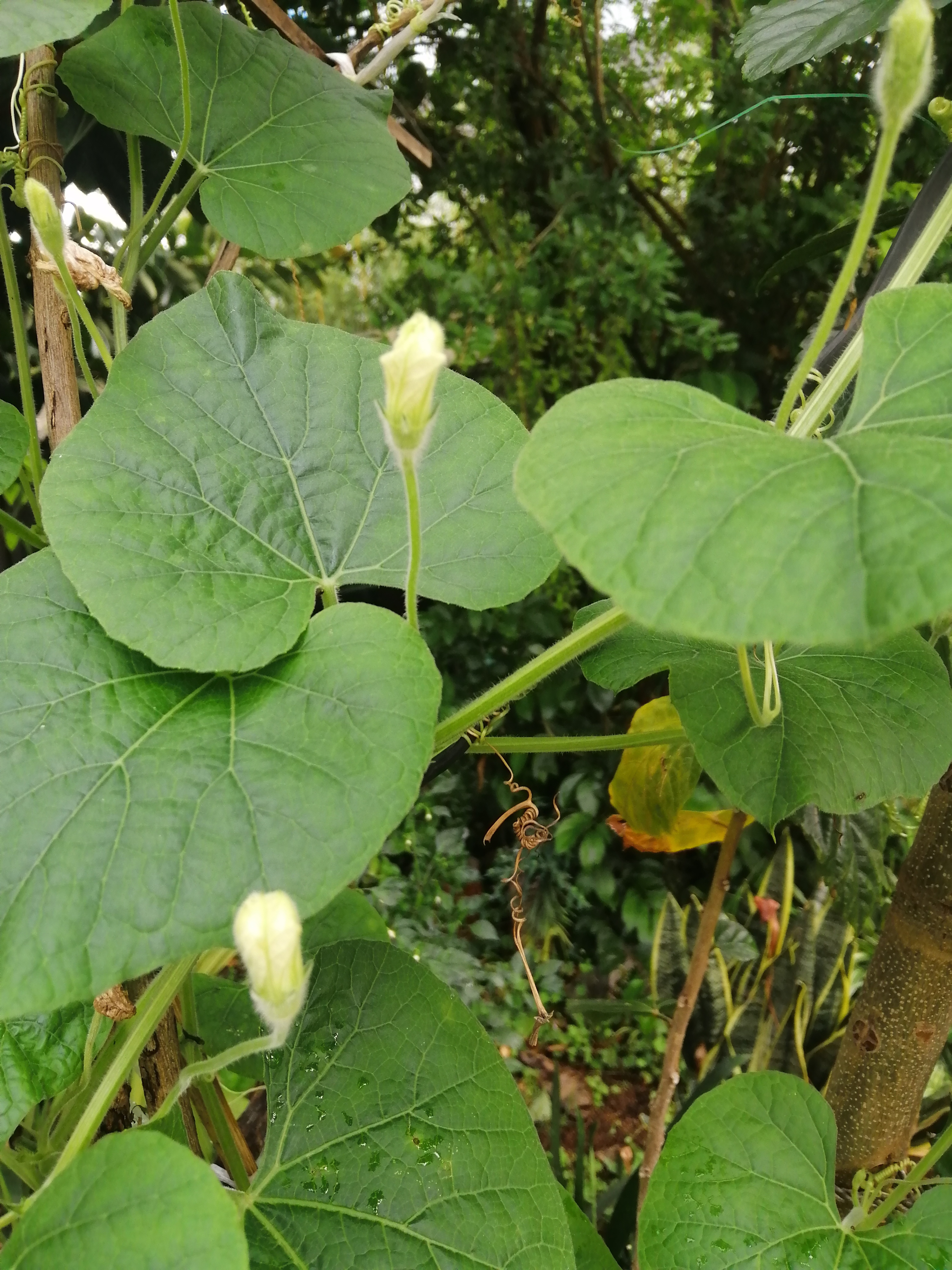 为止已经开过十多朵花啦,可一直开的都是雄花,我看了一下剩下的花骨朵