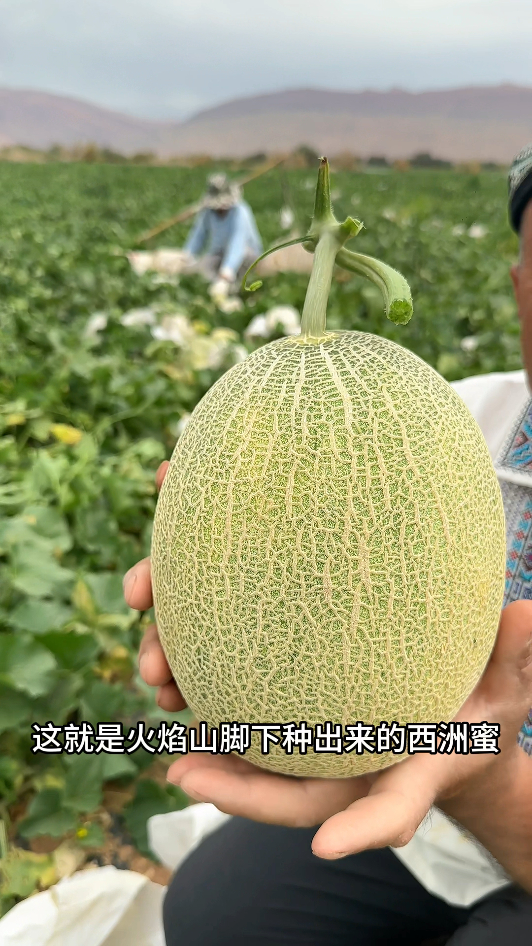 丰收了火焰山脚下的西州蜜25号哈密瓜丰收了