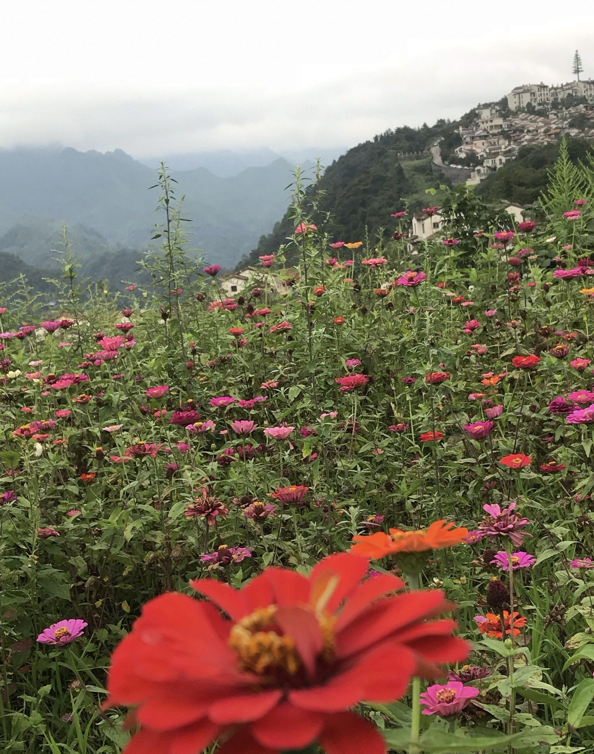 重庆武隆仙女山镇,让旅行成为一种休行  重庆武隆仙女山镇是国家级