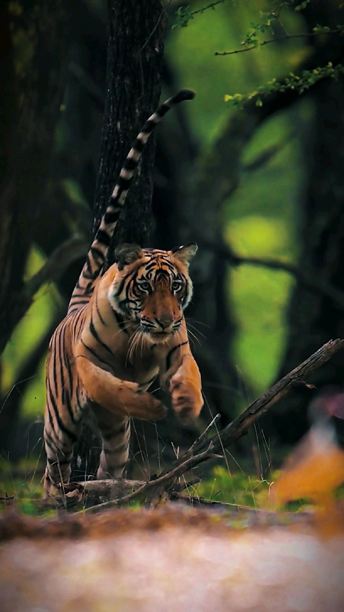 1344_2389竖版 竖屏