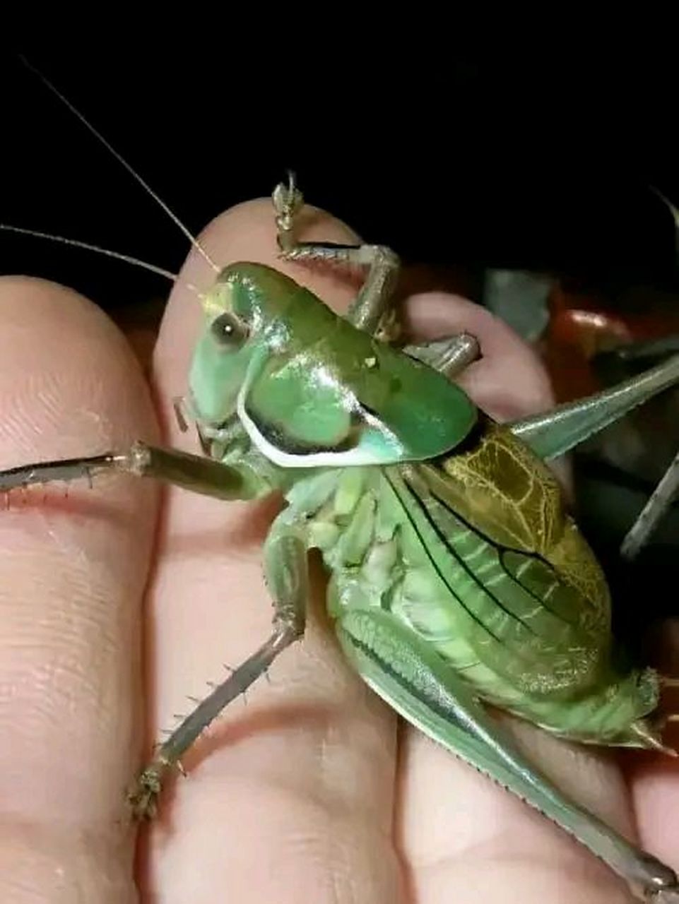 我再强调一万遍哈, 这个东西叫蝈蝈, 全国的叫法都是蝈蝈, 不管是土话
