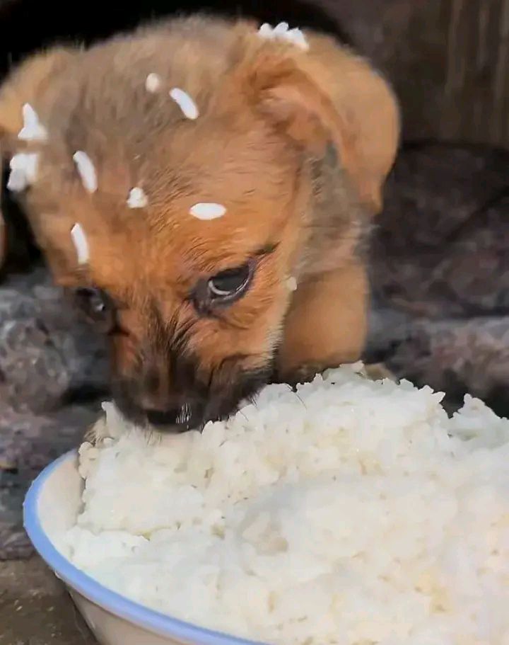 满脸粘的全是饭粒, 一边吃一边流眼狗吃屎的照片 搞笑图片狗吃饭最丑