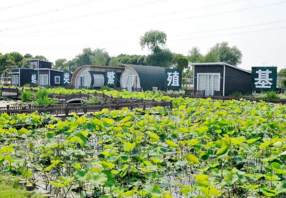 太仓市城厢镇东林村:稻花香里听蛙鸣
