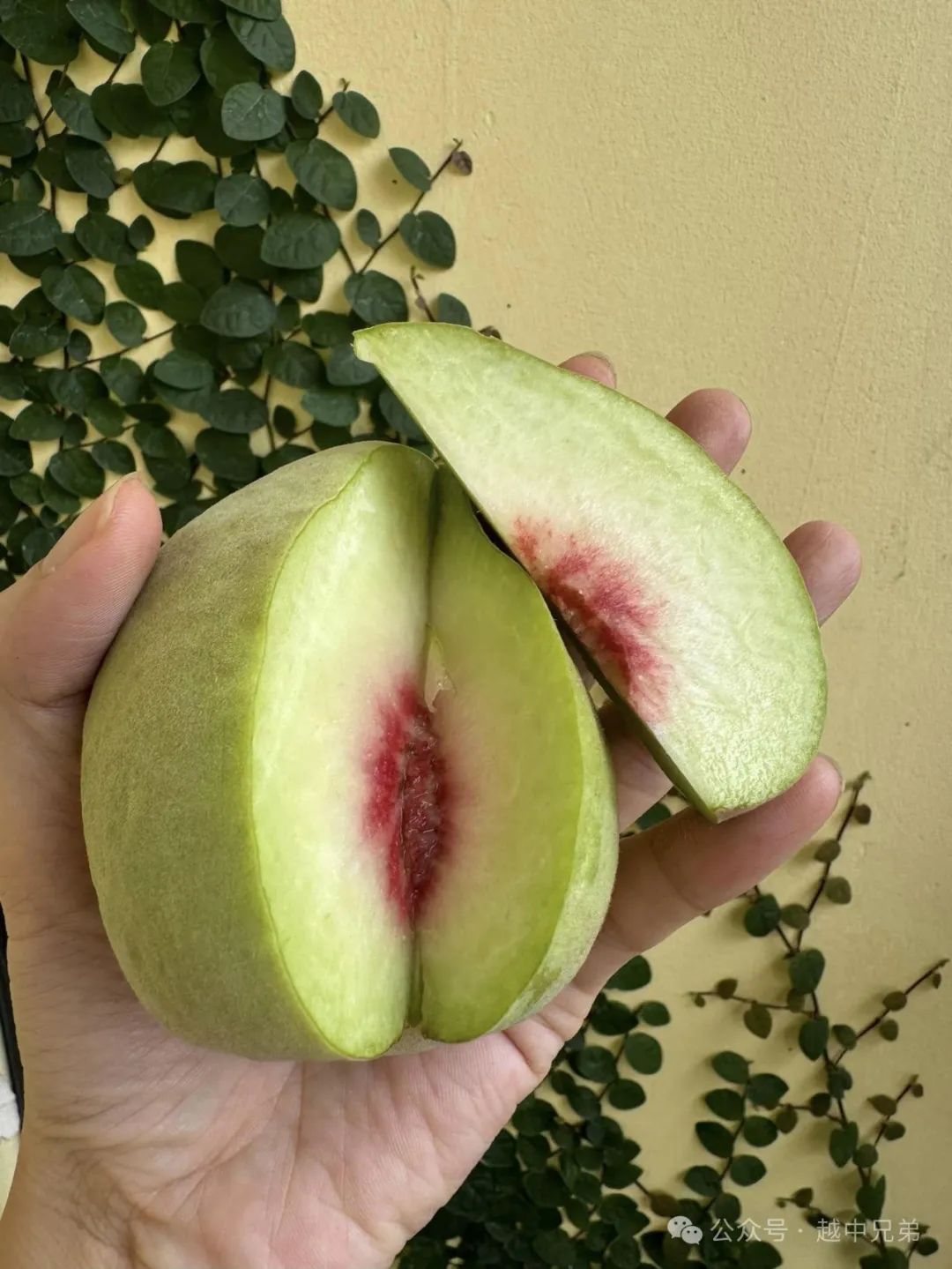 云南蒙自 "鹰嘴桃"在越南当季热销,每公斤高达43元 仍供不应求