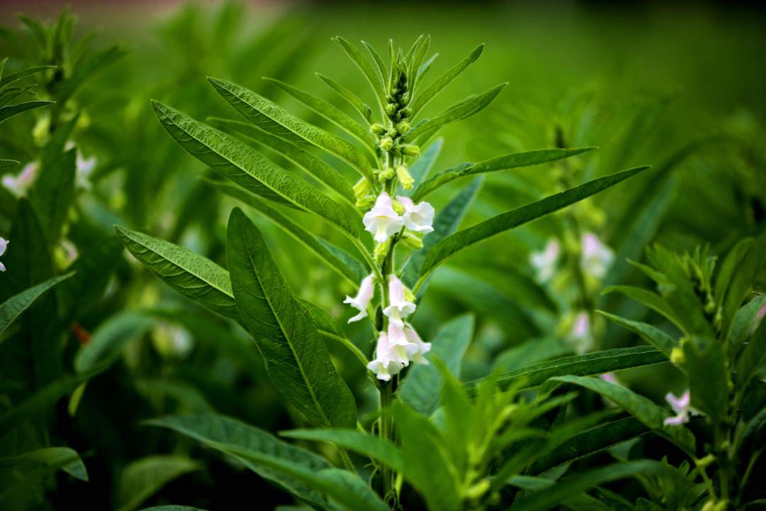 芝麻叶:被低估的珍宝,比芝麻更有价值,有钱人都抢着吃