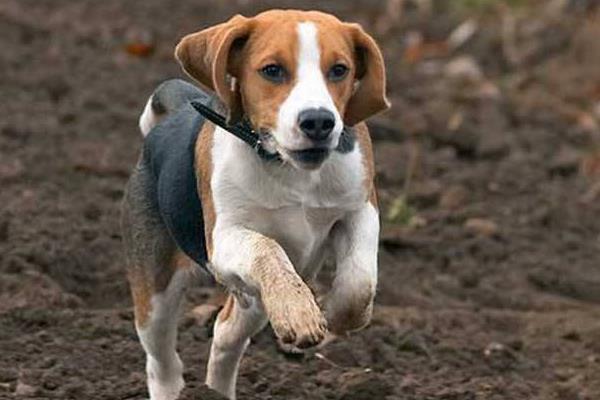 比格犬多少钱一只,如何挑选纯种比格犬?