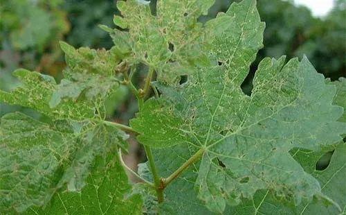 葡萄陆续出土,绿盲蝽危害频频出现,不可忽视