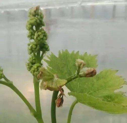 谨防!葡萄花序展露至花序分离期那些看不见的病虫入侵