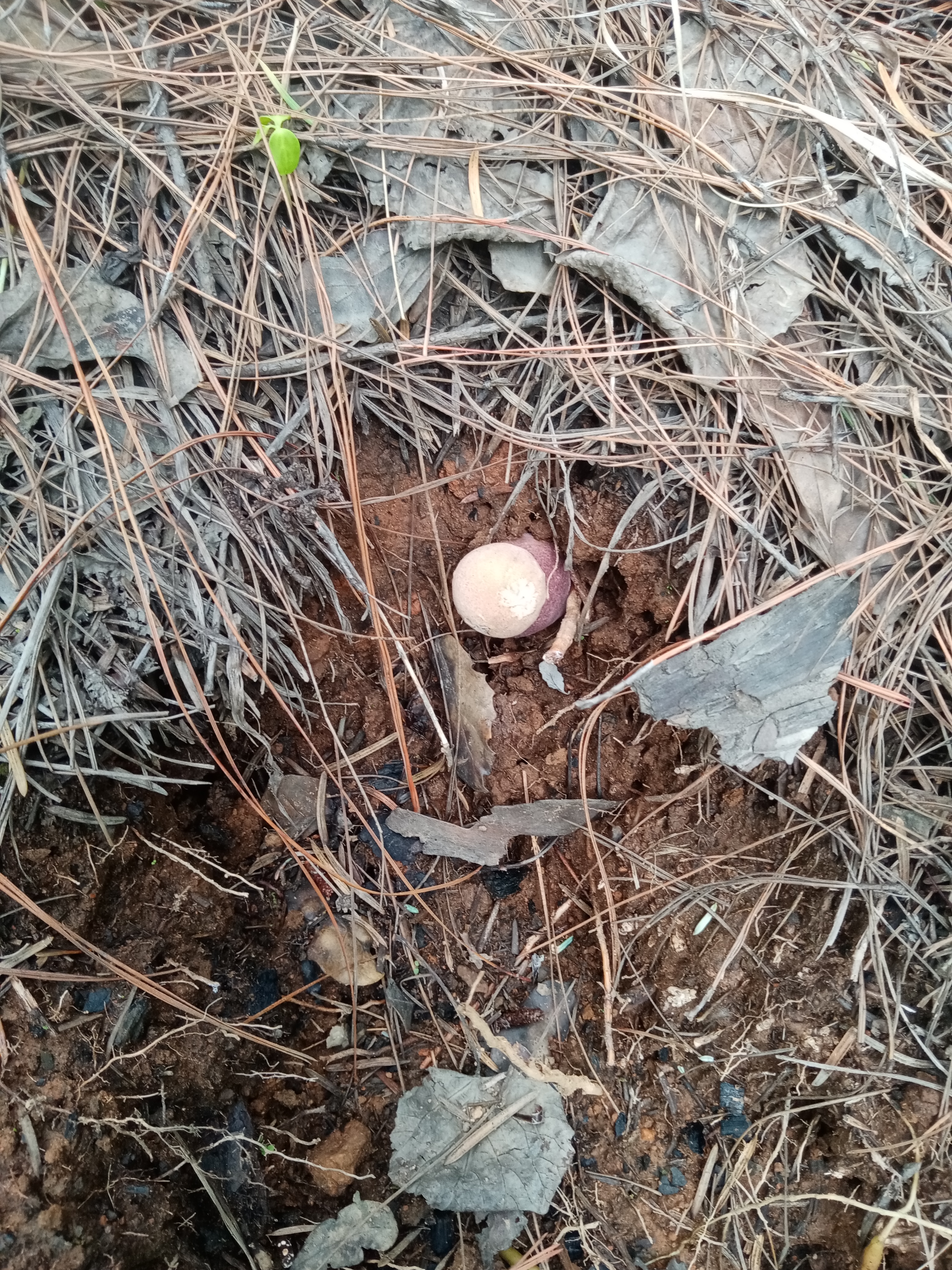 这菌子生于松针泥土间,环境虽佳难辨安全.野生菌美味诱人,但风险亦存