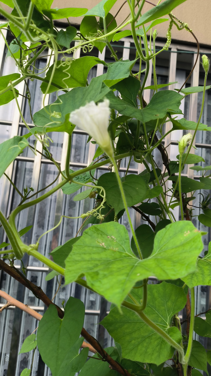 网上买的小葫芦种子,在窗台长了叶,开了花,但就是不结葫芦,怎么回事啊